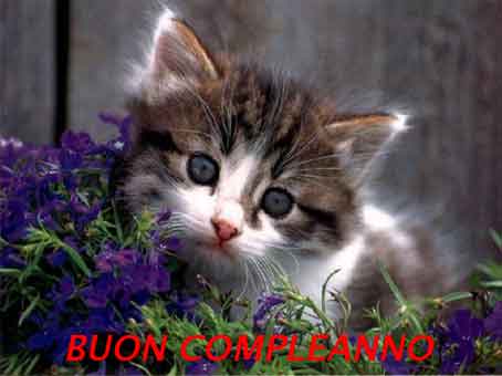 Pic Http Www Entrisolosesorridi Com Public Data Lampadina Buon Compleanno Gatto Tra F Jpg